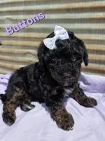 Buttons, a female Poodle - Miniature  for sale in Fort Dodge, IA – 2 of 3