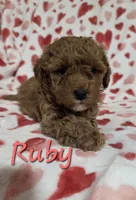 Ruby, a female Poodle - Miniature  for sale in Fort Dodge, IA – 2 of 3