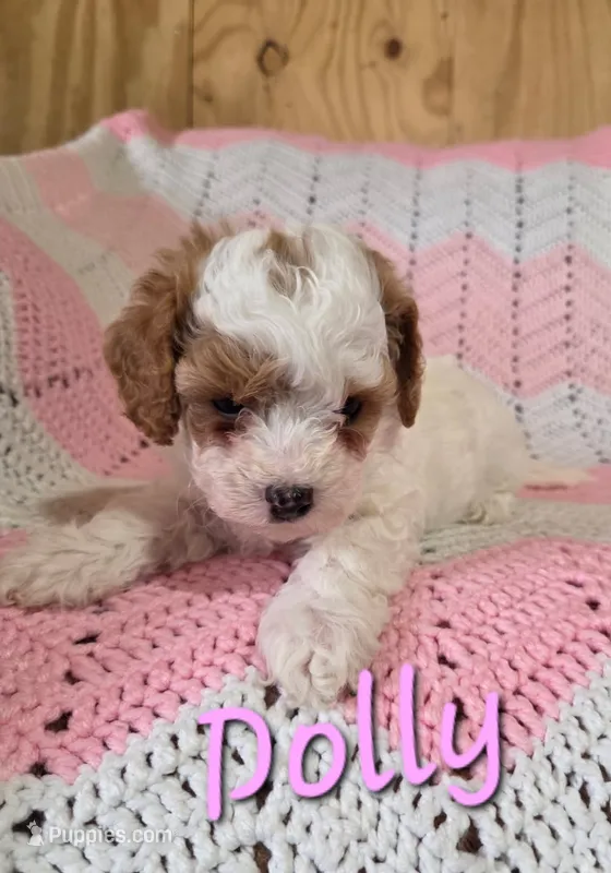 Dolly – Poodle - Miniature  puppy for sale in Iowa City, IA
