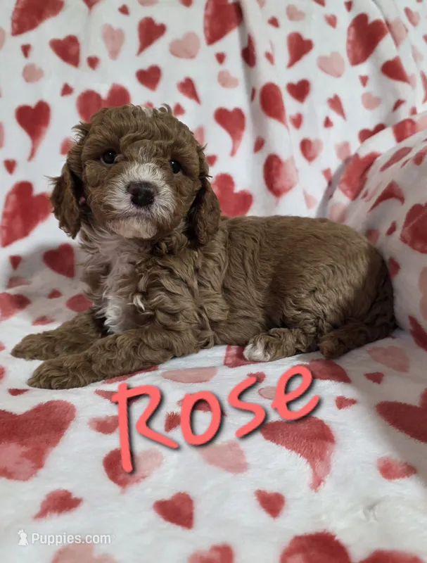 Rose – Poodle - Miniature  puppy for sale in Iowa City, IA