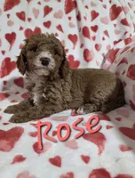Rose, a female Poodle - Miniature  for sale in Fort Dodge, IA – 1 of 2