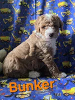 Bunker, a male Poodle - Miniature  for sale in Fort Dodge, IA – 4 of 5