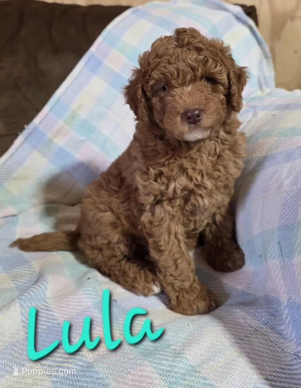 Lula – Poodle - Miniature  puppy for sale in Fort Dodge, IA