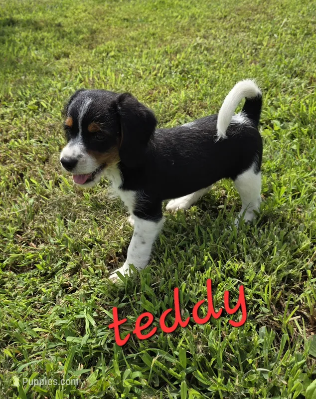 Teddy – Beagle, Poodle - Miniature  puppy for sale in Des Moines, IA