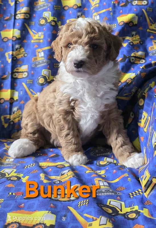 Bunker – Poodle - Miniature  puppy for sale in Fort Dodge, IA