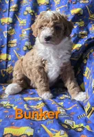 Bunker, a male Poodle - Miniature  for sale in Fort Dodge, IA – 1 of 5