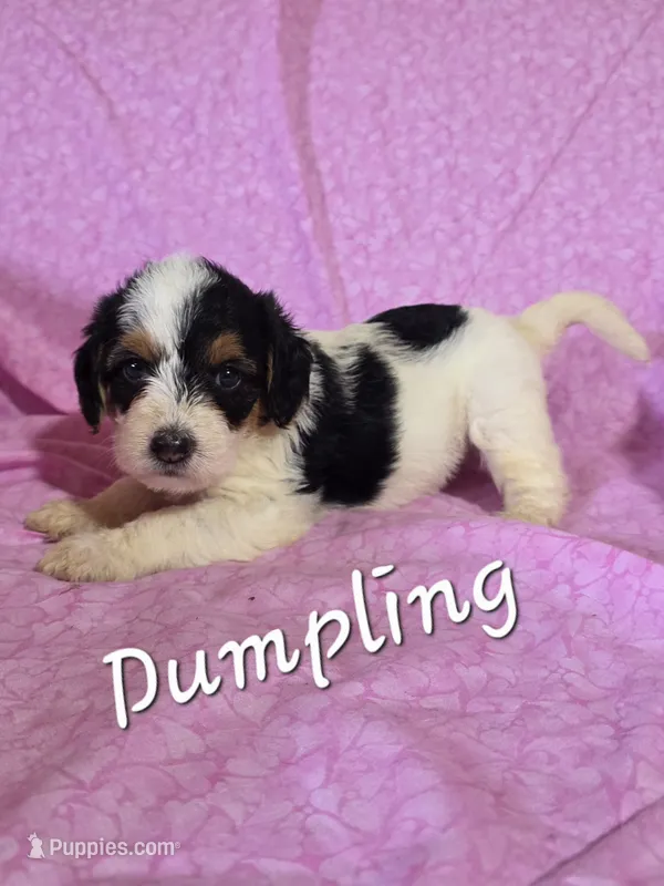 Dumpling – Beagle, Poodle - Miniature  puppy for sale in Fort Dodge, IA