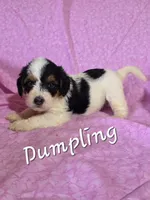 Dumpling, a female Beagle and Poodle - Miniature  for sale in Fort Dodge, IA – 1 of 3