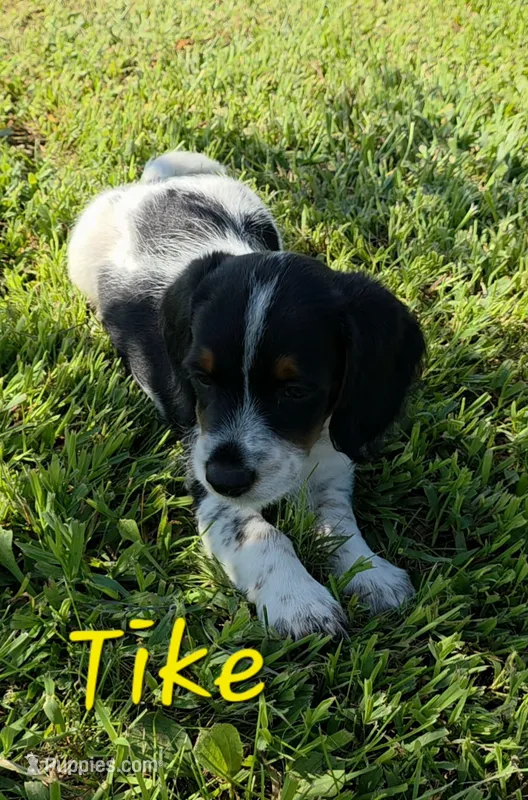 Tike – Beagle, Poodle - Miniature  puppy for sale in Des Moines, IA