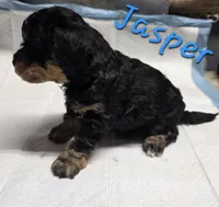 Jasper, a male Poodle - Miniature  for sale in Fort Dodge, IA – 2 of 2
