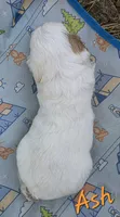 Ash, a male Cavapoo for sale in Des Moines, IA – 2 of 2