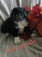 Snickerdoodle , a female Miniature Aussiedoodle for sale in Des Moines, IA – 2 of 4
