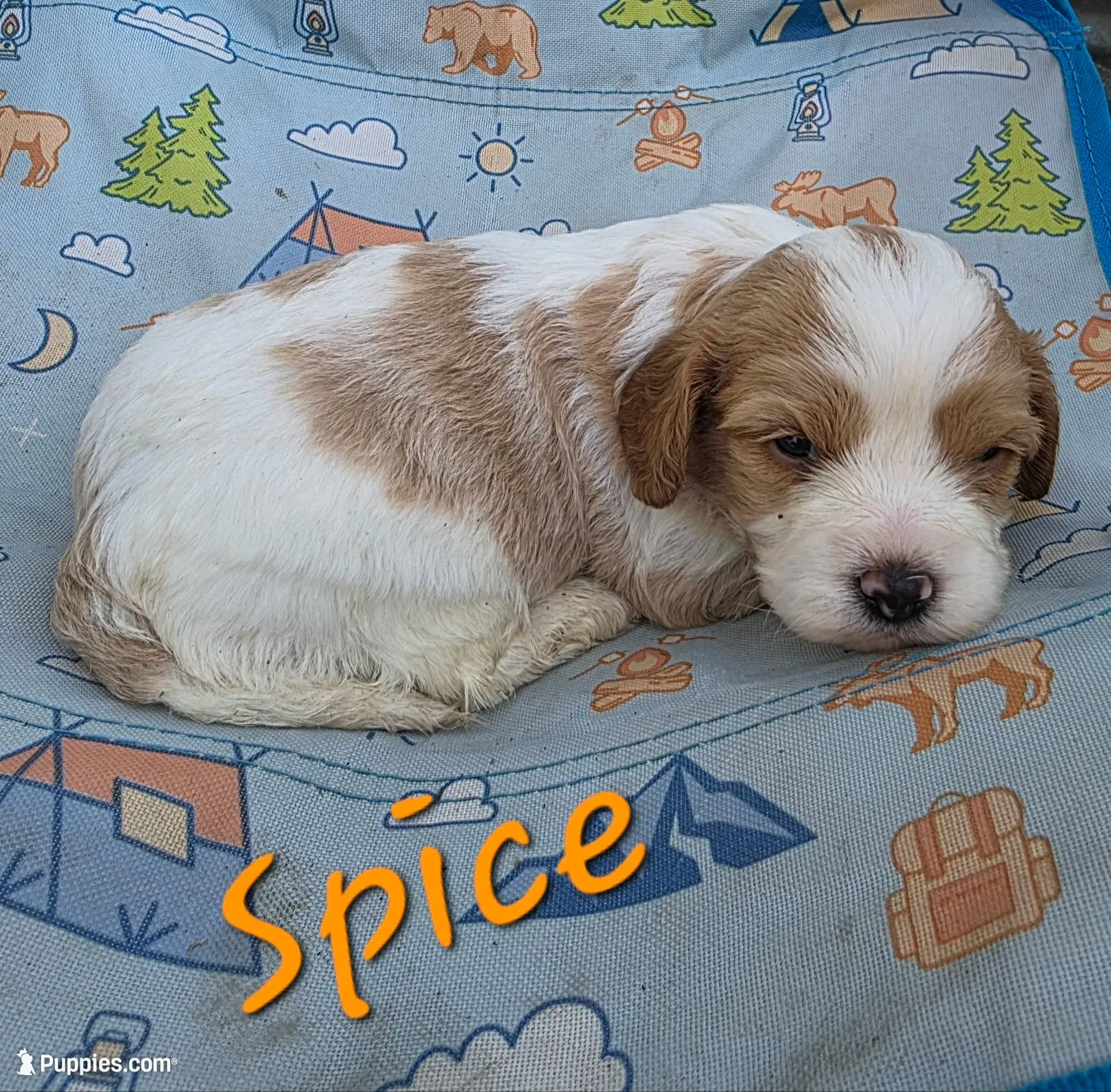 Spice, a male Cavapoo for sale in Iowa City, IA – 1 of 2