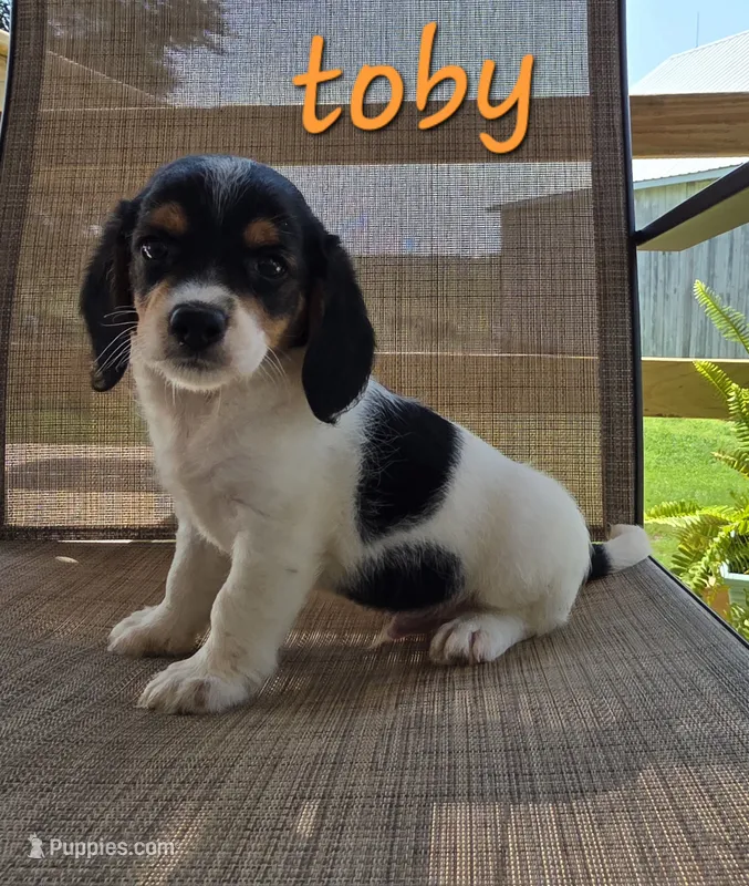 Toby – Beagle, Poodle - Miniature  puppy for sale in Des Moines, IA