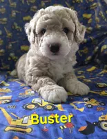Buster, a male Poodle - Miniature  for sale in Fort Dodge, IA – 3 of 5