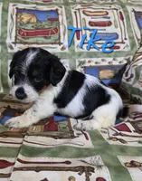 Tike, a male Beagle and Poodle - Miniature  for sale in Fort Dodge, IA – 3 of 3