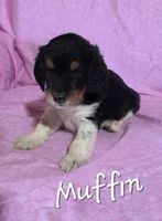Muffin, a female Beagle and Poodle - Miniature  for sale in Fort Dodge, IA – 2 of 3