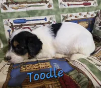 Toodle, a male Beagle and Poodle - Miniature  for sale in Fort Dodge, IA – 3 of 4