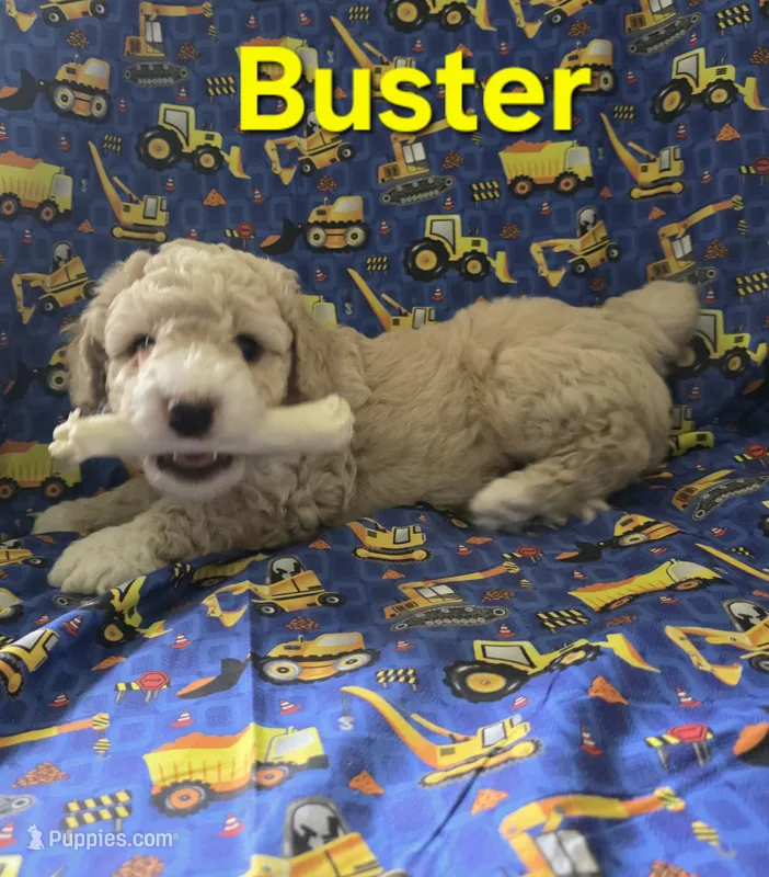Buster – Poodle - Miniature  puppy for sale in Fort Dodge, IA