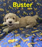 Buster, a male Poodle - Miniature  for sale in Fort Dodge, IA – 1 of 5