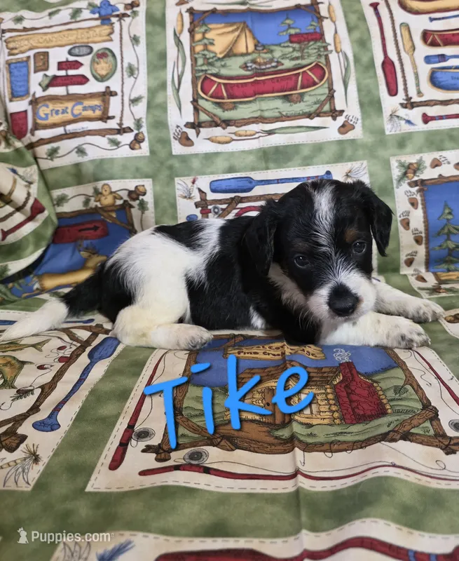 Tike – Beagle, Poodle - Miniature  puppy for sale in Fort Dodge, IA