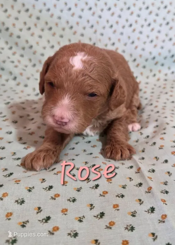 Rose – Poodle - Miniature  puppy for sale in Newton, IA