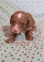 Rose, a female Poodle - Miniature  for sale in Iowa City, IA – Photo 1 of 2
