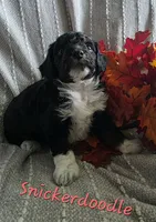 Snickerdoodle , a female Miniature Aussiedoodle for sale in Des Moines, IA – 4 of 4