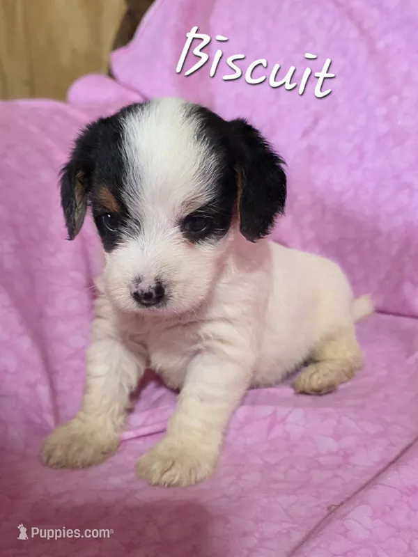 Biscuit  – Beagle, Poodle - Miniature  puppy for sale in Fort Dodge, IA
