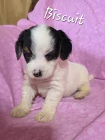 Biscuit , a female Beagle and Poodle - Miniature  for sale in Fort Dodge, IA – 1 of 3
