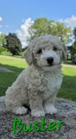 Buster, a male Poodle - Miniature  for sale in Iowa City, IA – 3 of 3