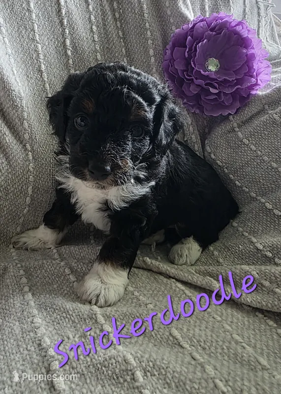 Snickerdoodle  – Miniature Aussiedoodle puppy for sale in Des Moines, IA