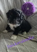 Snickerdoodle , a female Miniature Aussiedoodle for sale in Des Moines, IA – 1 of 4
