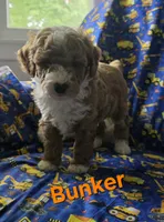 Bunker, a male Poodle - Miniature  for sale in Fort Dodge, IA – 5 of 5