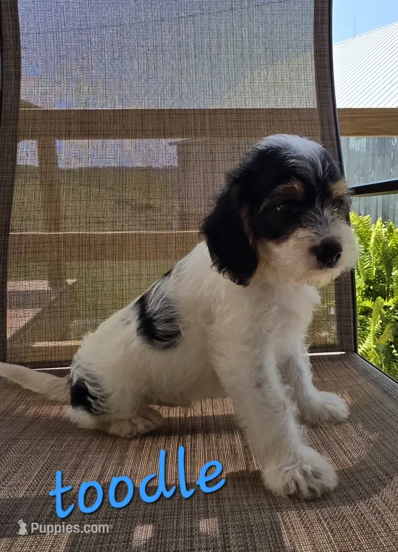 Toodle – Beagle, Poodle - Miniature  puppy for sale in Des Moines, IA