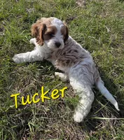 Tucker, a male Cavapoo for sale in Fort Dodge, IA – Photo 2 of 4