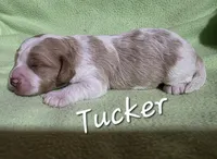 Tucker, a male Cavapoo for sale in Fort Dodge, IA – Photo 2 of 2