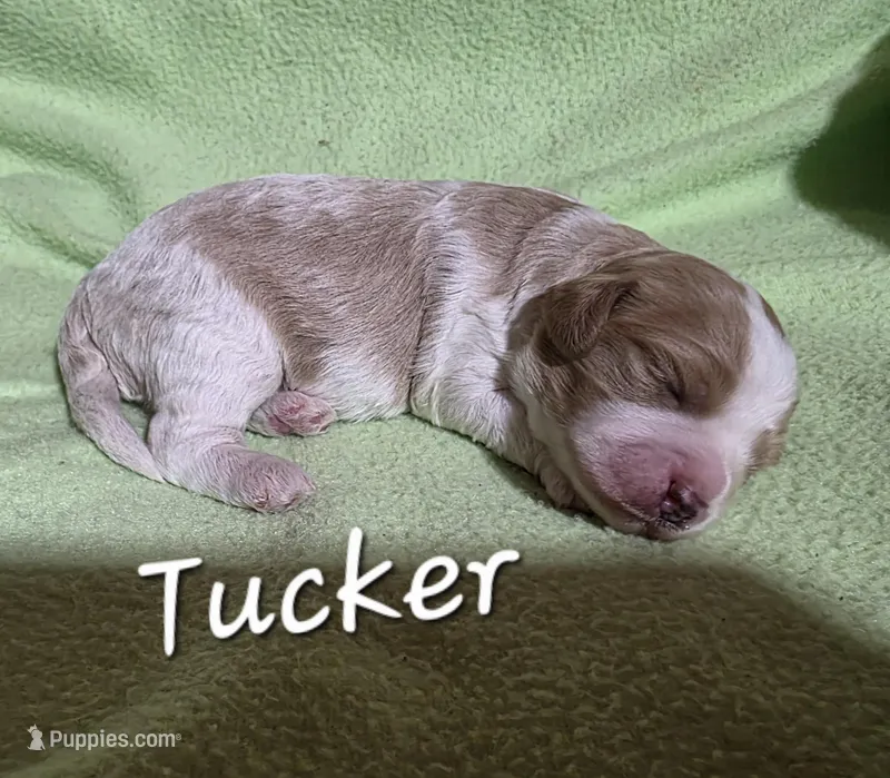 Tucker