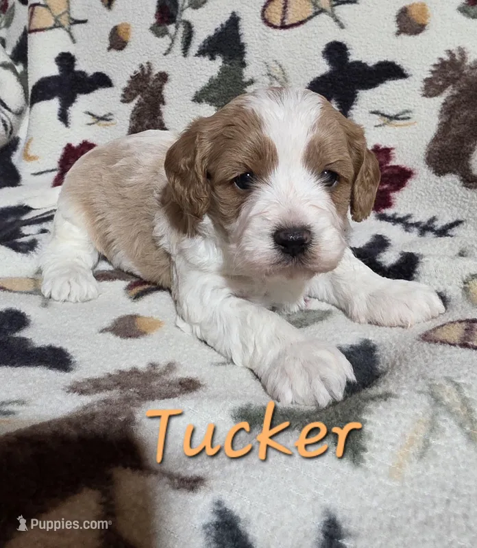 Tucker – Cavapoo puppy for sale in Fort Dodge, IA