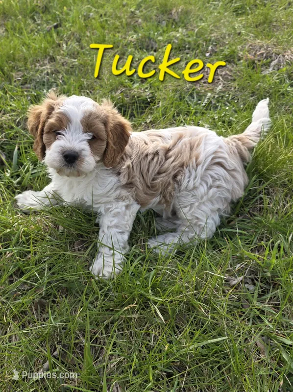 Tucker – Cavapoo puppy for sale in Fort Dodge, IA