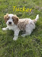 Tucker, a male Cavapoo for sale in Fort Dodge, IA – Photo 1 of 4