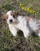 Tucker, a male Cavapoo for sale in Fort Dodge, IA – Photo 4 of 4