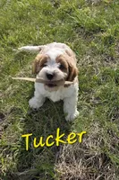 Tucker, a male Cavapoo for sale in Fort Dodge, IA – Photo 3 of 4