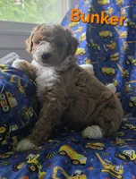 Bunker, a male Poodle - Miniature  for sale in Fort Dodge, IA – 2 of 5