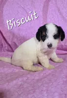 Biscuit , a female Beagle and Poodle - Miniature  for sale in Fort Dodge, IA – 3 of 3