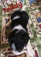 Teddy, a male Beagle and Poodle - Miniature  for sale in Fort Dodge, IA – 2 of 3