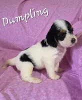 Dumpling, a female Beagle and Poodle - Miniature  for sale in Fort Dodge, IA – 2 of 3
