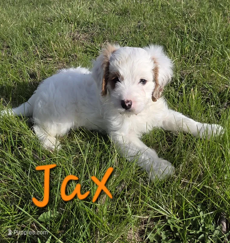 Jax – Cavapoo puppy for sale in Fort Dodge, IA