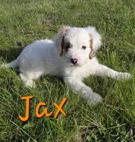 Jax, a male Cavapoo for sale in Newton, IA – Photo 1 of 4