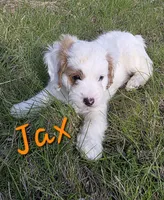Jax, a male Cavapoo for sale in Newton, IA – Photo 4 of 4